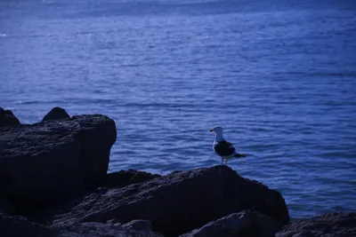 DSC_0869 (Large).JPG